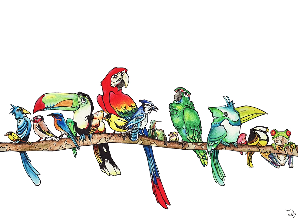 Drawing in color, "Brochette d'oiseaux" 2011, black ink and watercolor on paper, 29.7 x 21 cm, by artist Teddy Ros, depicting a tree branch filled with multicolored birds.